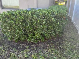 Bush Trimming by William Chavers for Justin H. in Ruskin, FL
