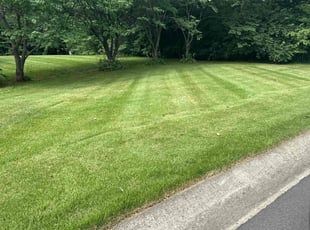 Zarmina R.'s Lawn Mowing service result