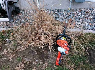 Bush Trimming by Ryan Reitzel for Abdull A. in Blaine, MN