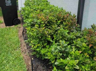 Bush Trimming by Carlos Martinez for Aaron S. in CHAMPIONS GT, FL