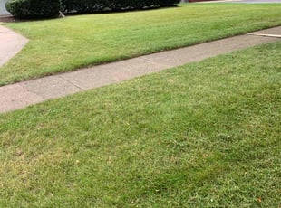 Melody P.'s Lawn Mowing service result