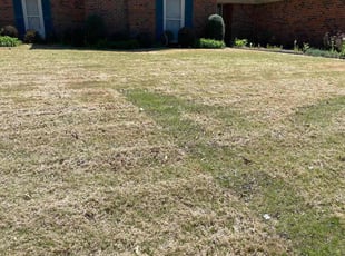 Bush Trimming by Victor Velazquez for Crystal N. in Memphis, TN