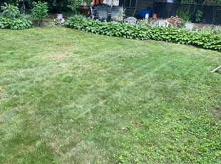 Lily d.'s Lawn Mowing service result