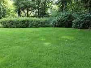 Josephine W.'s Lawn Care service result