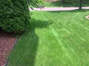 Najmo H.'s Lawn Care service result