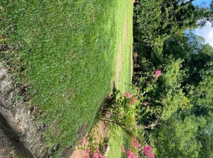 Nekesha W.'s Lawn Service service result