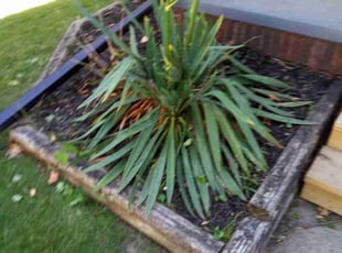 Weeding by Roberto Pritchard for Vincent M. in Toledo, OH