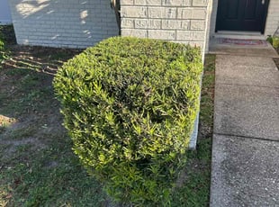 Bush Trimming by Ramon Taguja for Linda R. in Brandon, FL