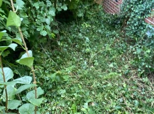 Cleanups by Sebastain Cavasos for Molly K. in St. Clair Shores, MI