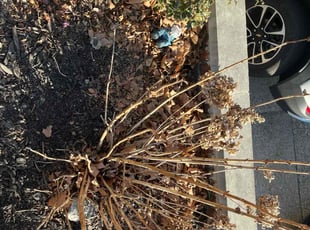 Leaf Removal by Arthur Tate for Nada M. in Bayonne, NJ