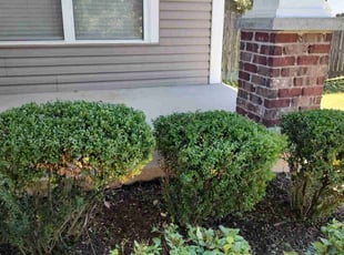 Bush Trimming by Michael Weaver for Maddie M. in Nashville, TN