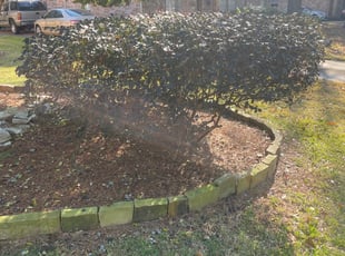 Bush Trimming by Anthony Simon for Angelica R. in Spring, TX