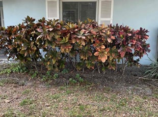 Leaf Removal by Tyler Greeley for Ramy s. in Belleair Bluffs, FL
