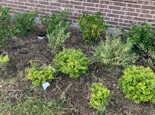 Landscaping by Yosiho Davila for Jermaine S. in Forney, TX