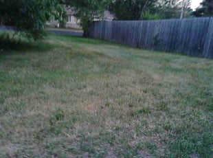 Leaf Removal by Stephen Dean for Abdi S. in Minneapolis, MN