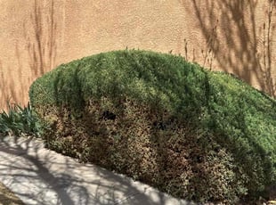 Bush Trimming by Manuel Lucero for Lisa M. in Albuquerque, NM