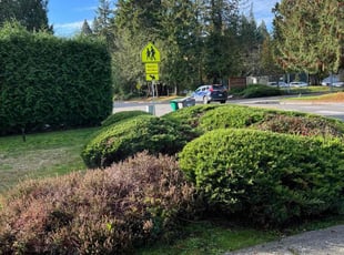 Bush Trimming by Bradley Whittaker for Danielle H. in Bothell, WA