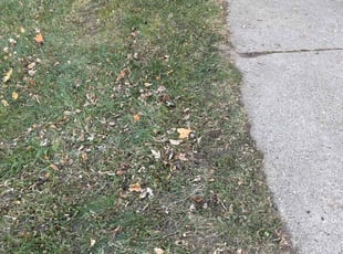 Leaf Removal by Santos Blanco for Krista D. in Saint Paul, MN