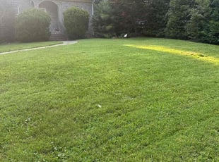 Latrisha M.'s Lawn Care service result