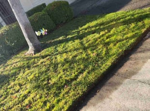 Leaf Removal by Juan Rodriguez for Oue S. in Sacramento, CA