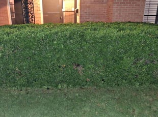 Bush Trimming by Adrian Gallardo for Fred G. in Dallas, TX
