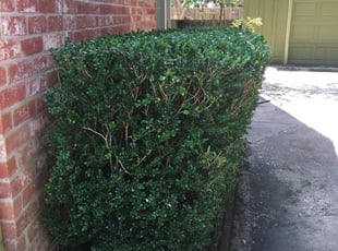 Bush Trimming by Joshua Arellano for Leeann L. in Houston, TX