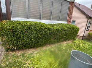 Bush Trimming by Vincent Daniele for Mark B. in Pittsburgh, PA