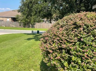 Bush Trimming by Gary Wright for Donald S. in Blackberry Ridge, FL