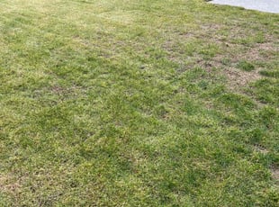 Weeding by Claudio Hernandez for Nak S. in Federal Way, WA