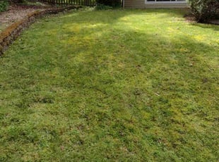 Laurel p.'s Lawn Care service result