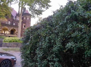 Bush Trimming by Jim Swigert for Douglas B. in Massillon, OH