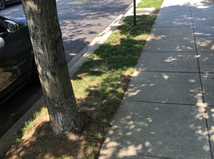 Bush Trimming by Christopher Witherall for Matthew C. in Washington, DC