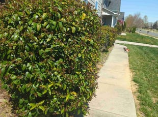 Bush Trimming by Ismael Galvez for Celeste S. in Indian Trail, NC