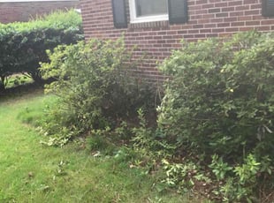 Bush Trimming by Brenton Seal for Robbin G. in Virginia Beach, VA