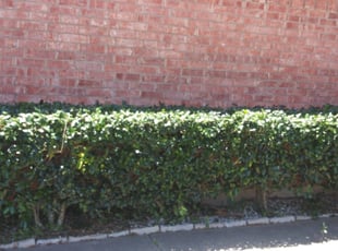 Bush Trimming by Rosalinda Vasquez for Carey N. in Arlington, TX