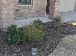 Bush Trimming by John Brown for Trisha May C. in Princeton, TX