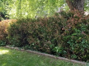 Bush Trimming by Josh Brown for Jack S. in Denver, CO