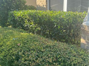 Sean B.'s Bush Trimming service result