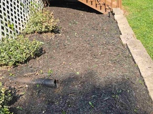 Weeding by Yobani Benitez for Mrs. P. in Glen Burnie, MD