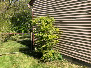 Bush Trimming by Sara Ankrum for Anne H. in Galloway, OH