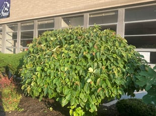 Alan F.'s Bush Trimming service result