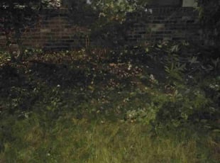 Bush Trimming by Robert Thulin for Anthony S. in Burien, WA