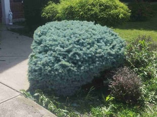 Bush Trimming by Erik Bullens for Amy M. in Greenwood, IN