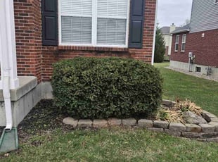 Bush Trimming by Nicholas Weber for XHANA O. in West Chester, OH