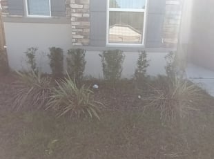 Bush Trimming by Daniel Anderson for Jomarie M. in Spring Hill, FL