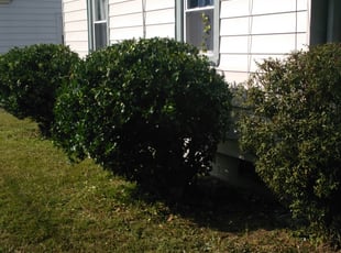Bush Trimming by Jerrod Briggs for Julian S. in Portsmouth, VA