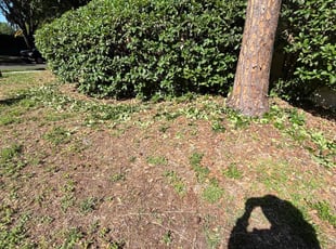 Bush Trimming by Feliciano Perez for Laurie B. in Tampa, FL