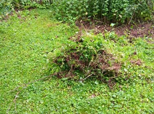 Weeding by Kevin Rhyne for Ellen J. in Madison, WI