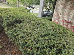 Bush Trimming by Leroy Green II for Tony C. in Westerville, OH