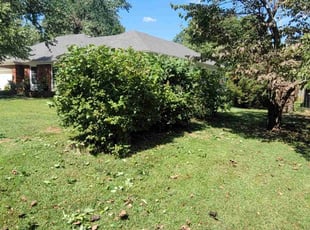 Bush Trimming by Jamie Sharon for DeAnna W. in Springfield, MO
